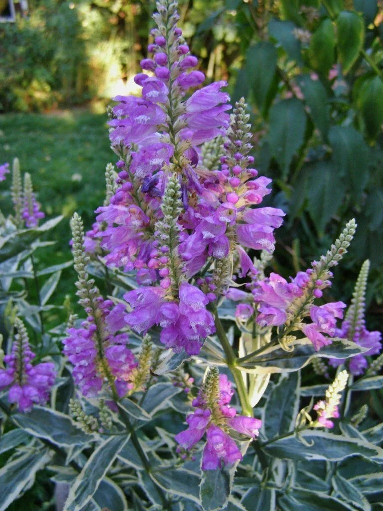 Obedient Plant Live 4-Inch Pot Variegata Pink Flowers Physostegia virginiana - Perennial Garden Plant for Borders and Containers