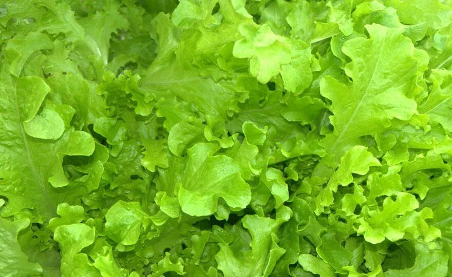 Salad Bowl Lettuce Seeds 600+ Non-GMO Heirloom Vegetable Garden, Lactuca sativa, Easy Grow for Fresh Salads