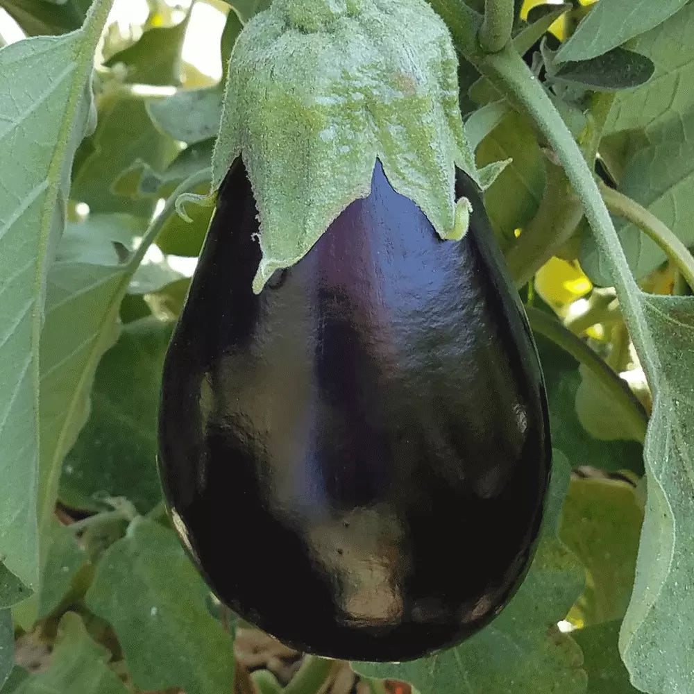Eggplant Seeds 200+ Heirloom Black Beauty NON-GMO Solanum melongena for Vegetable Garden