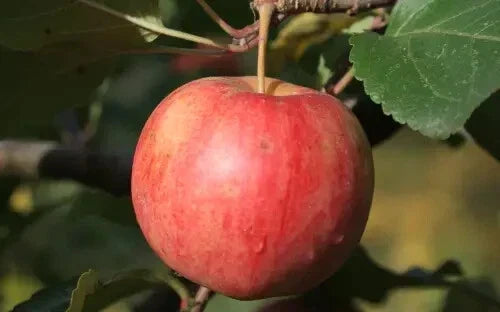 Chestnut Crabapple Seeds - 25+ Premium Malus pumila for Garden Planting - Drought-Tolerant, Attracts Pollinators