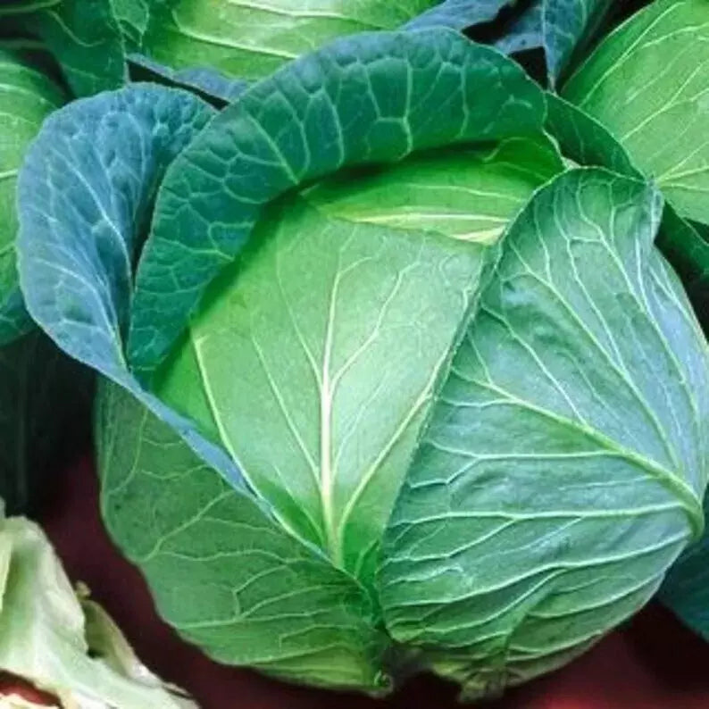 Cabbage Seeds - 400+ Heirloom Danish Ballhead - Non-GMO - Brassica oleracea - Fresh Garden Seeds for Home Gardening