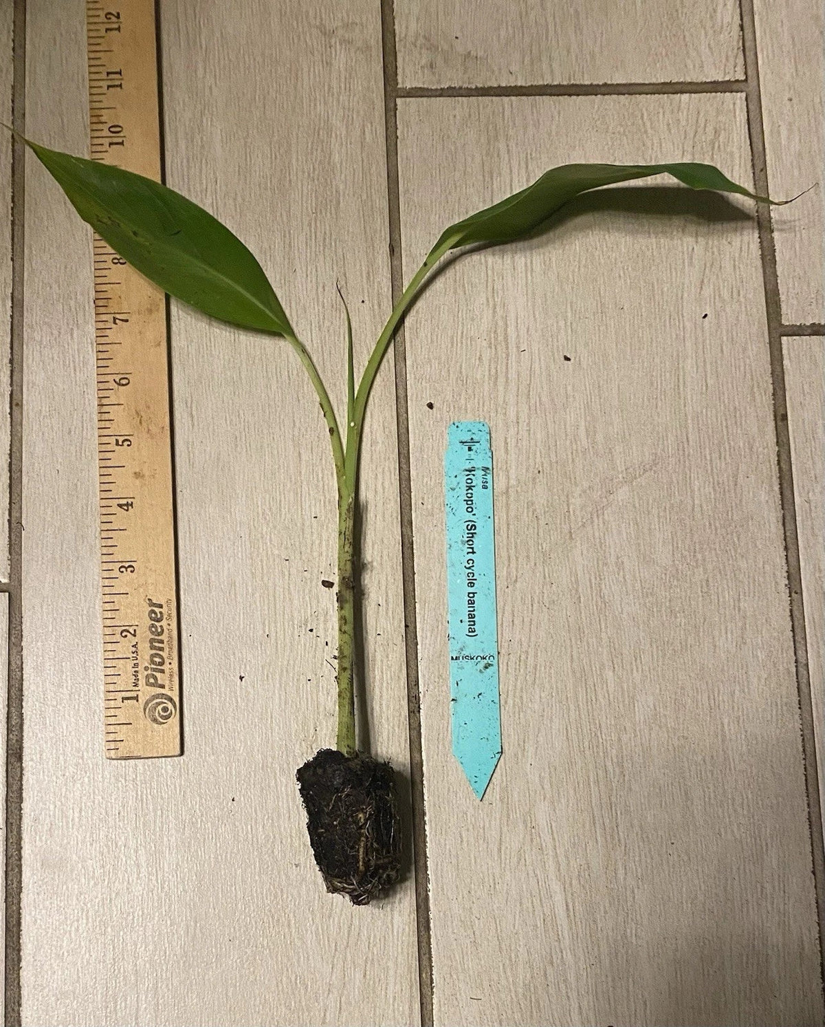 Kokopo "Patupi" Banana Plant Plug - 3-6in - Short Cycle Edible M. acuminata - Perfect for Home Gardens or Container Planting