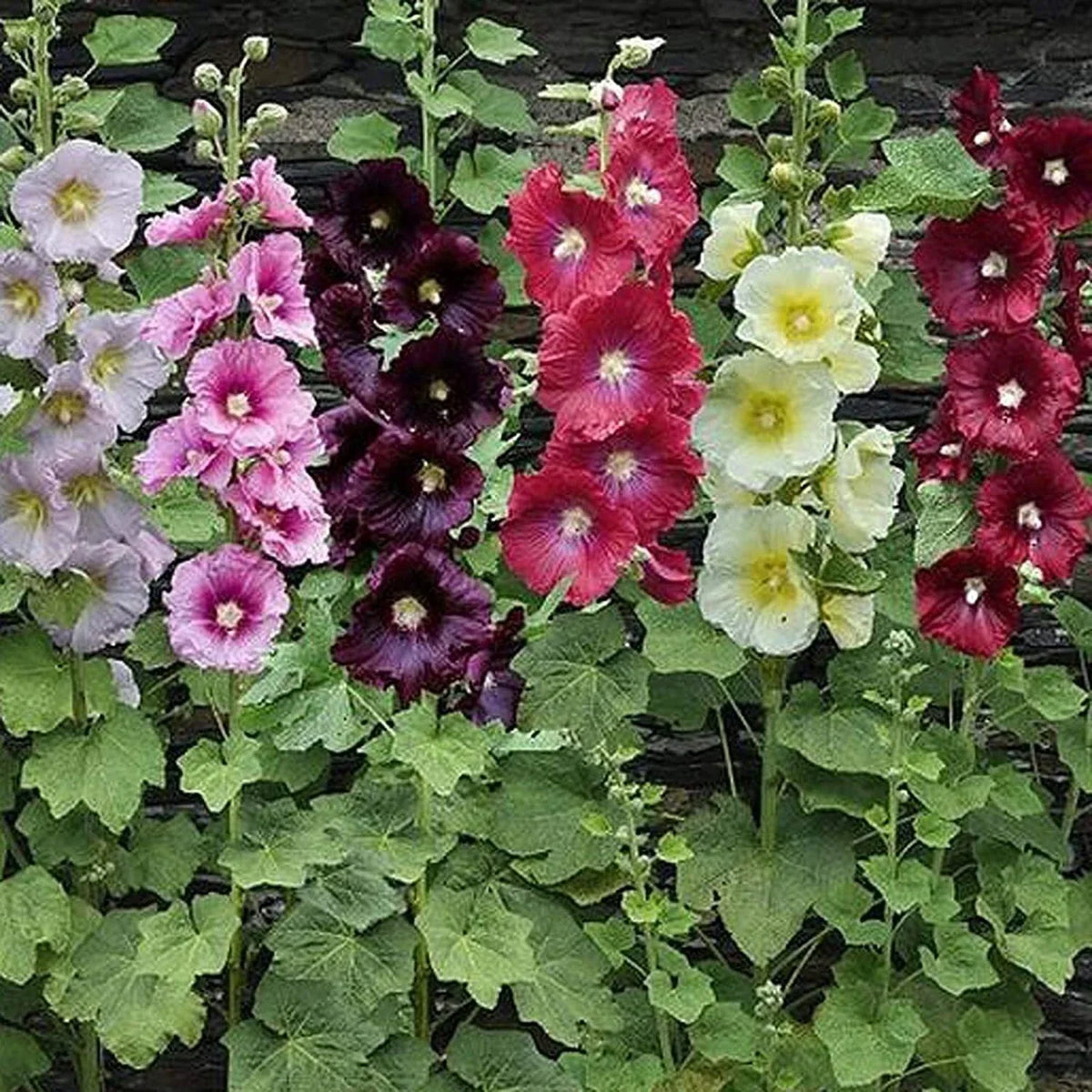 Hollyhock Seeds 250+ Mixed Colors Long Blooming Period Alcea rosea for Planting