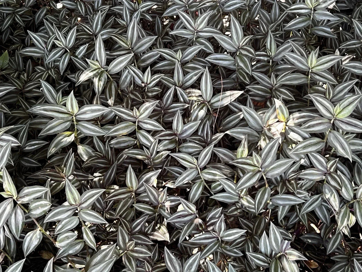 Tradescantia Zebrina Cuttings - 10 Pack Wandering Jew Plant - Easy Care Indoor Houseplant - Propagation Ready