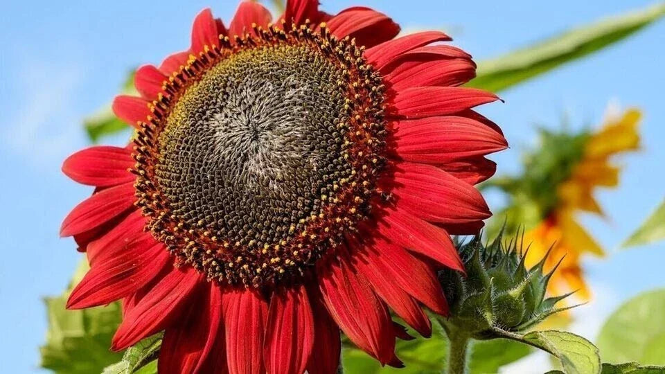 Red Sunflower Seeds - 10+ Heirloom NON-GMO - Helianthus annuus - Vibrant Red Blooms for Garden & Pollinators