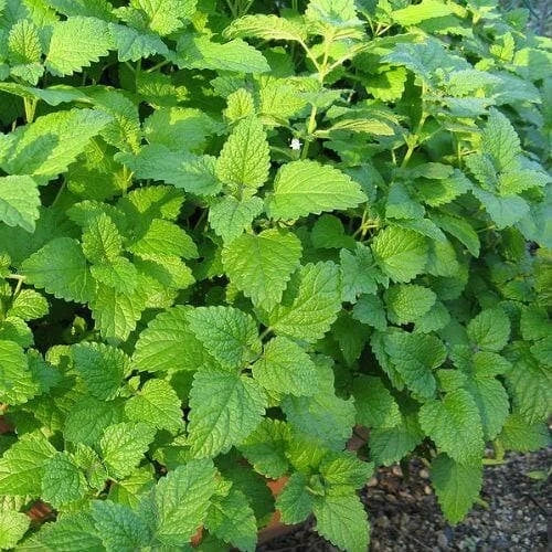 Lemon Balm Live Plant Plugs - Melissa officinalis - Lush Green Herb for Tea & Garden