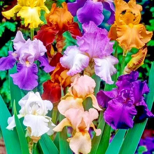 Bearded Iris Bulbs 5-Pack Mixed Colors Purple White Orange Red Yellow Bare Root Iris germanica Deer Resistant Perennial