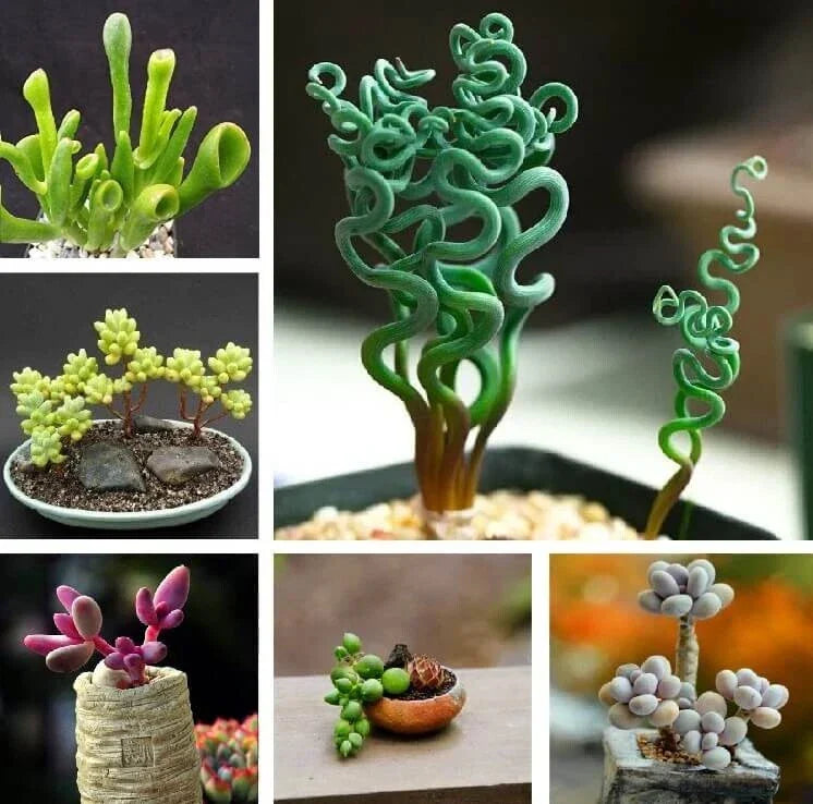 Mixed Succulent Plant Seeds - 100pcs Assorted Varieties for Indoor Gardening, Cacti & Succulents, Non-GMO, Various Species