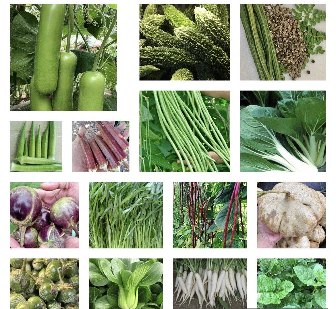 Asian Vegetable Seeds - 20+ Heirloom Non-GMO Varieties for Organic Gardening - Various