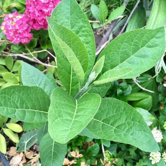 African Bitter Leaf Live Starter Plant, 4-Inch Pot, Medicinal Herb for Diabetes, Vernonia amygdalina, Natural Health Benefits