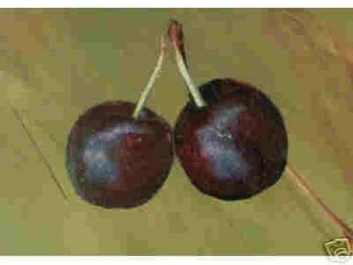 Hansen's Bush Cherry Seedling Live Plant – Hardy Fruiting Shrub – Prunus japonica – Compact, Drought-Tolerant, Pollinator Friendly