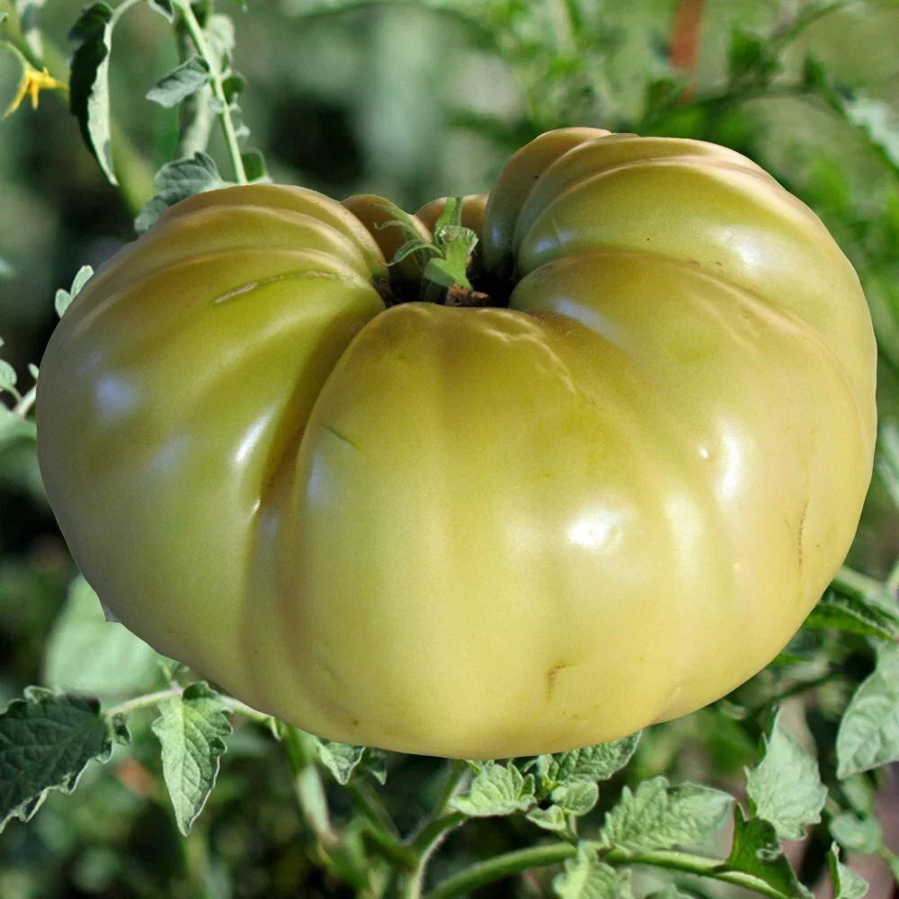 Great White Tomato Seeds, 30 Seeds, Heirloom Beefsteak, Non-GMO, Solanum lycopersicum, Perfect for Home Gardening