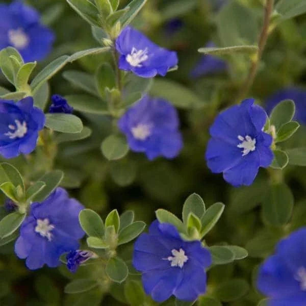 Evolvulus Blue Daze Live Plant Plug - Well-Rooted, Blue Flowers, Ground Cover, Perennial, Evolvulus glomeratus