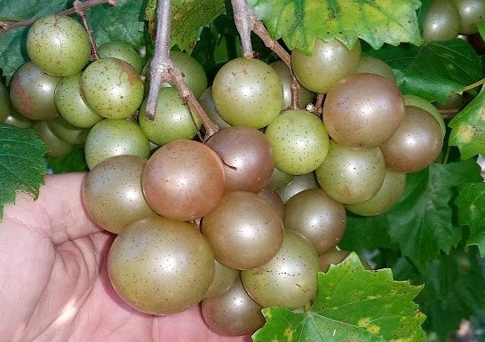 Scuppernong Grape Vines 10 Pack - Vitis rotundifolia - Self-Fertile, Fast-Growing, Bronze Grapes, Zones 7-10 - Bare-root