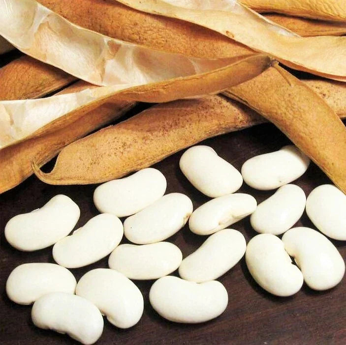 Navy Bean Seeds 100 Pack | Great White Northern Beans | Phaseolus vulgaris | Non-GMO Vegetable Seeds for Planting
