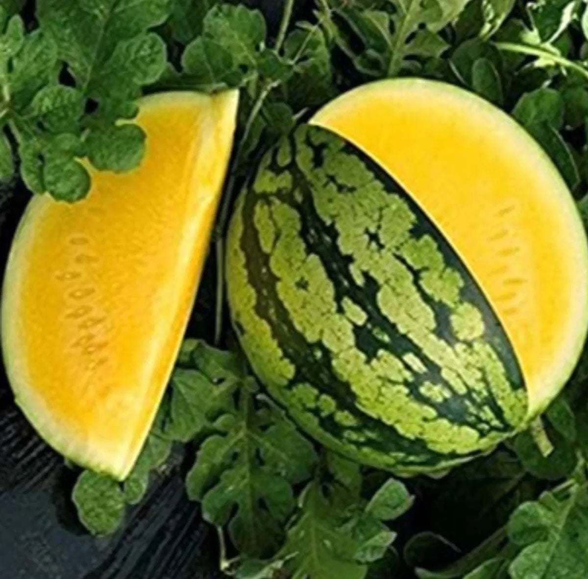 Yellow Gem Watermelon Seeds - 50+ Non-GMO Seeds - Citrullus lanatus - Sweet Yellow Variety for Home Gardens and Farms