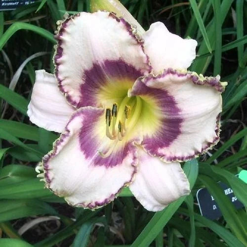 Beth Herr Daylily 3 Bare Root Plants Already Sprouting Hemerocallis 'Beth Herr' Perennial Garden Flowers