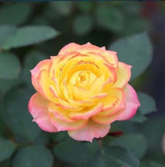 Yellow Pink Rose Seeds - 10 Perennial Flower Seeds - Rosa spp. - Vibrant Yellow and Pink Shrub for Gardens and Landscapes
