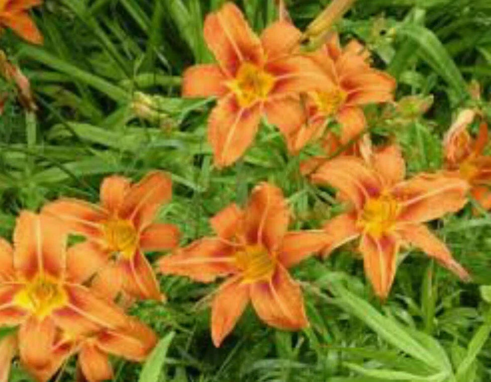 Orange Daylily Bulbs - 10 Count - Tawny Day Lily - Hemerocallis fulva - Perennial Wildflower Garden Plants