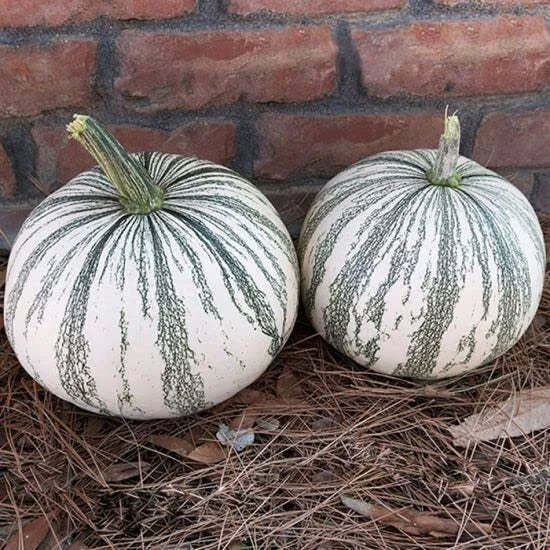 Silver Edge Pumpkin Seeds (10 Seeds) - Exotic Striped Squash, Cucurbita pepo, Non-GMO, Ideal for Gardens and Decorative Displays