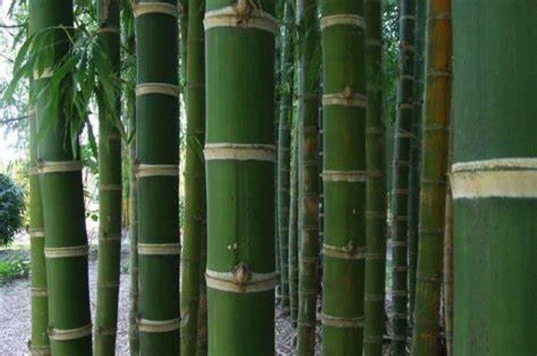 Guadua Bamboo Seeds - 50 Count - Clumping Privacy Plant - Guadua angustifolia - Fast Growing Garden Shade Screen