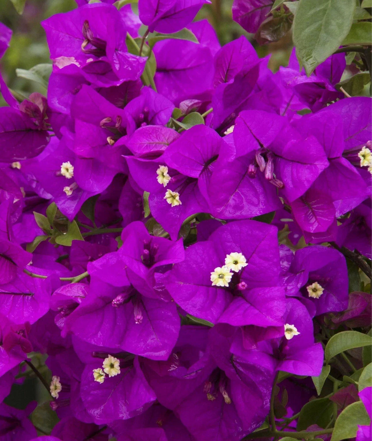 Purple Majesty Bougainvillea Plant 4” Pot - Vibrant Purple Flowers, Bougainvillea glabra - Drought-Tolerant, Attracts Butterflies