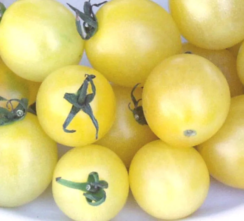 Snow White Cherry Tomato Seeds - 40 Count - Solanum lycopersicum - Non-GMO, Sweet Flavor, Ideal for Container Gardening