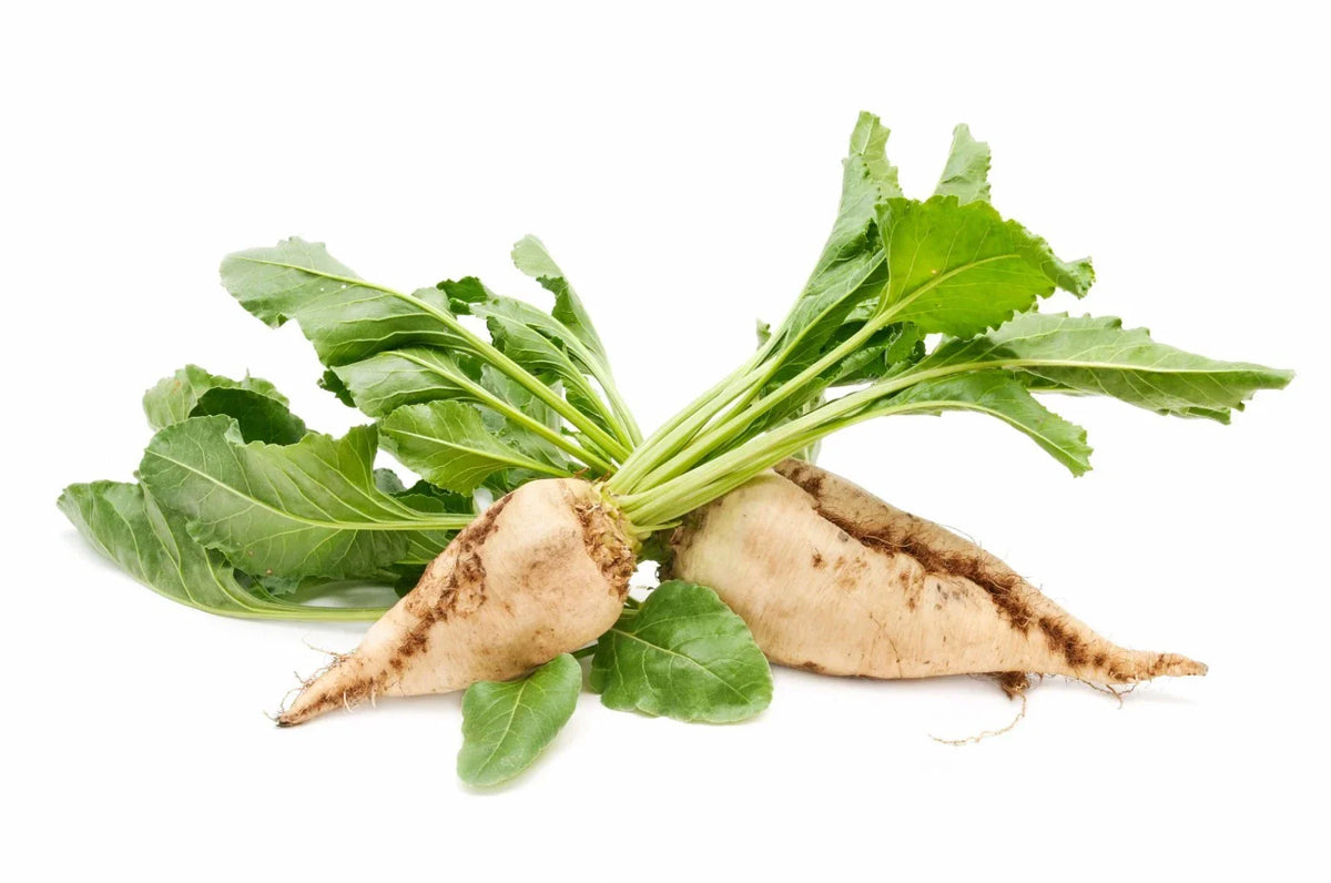 Sugar Beet Seeds 100/150 Count - Non-GMO, Open Pollinated, Sweet Tasting (Beta vulgaris) - Cold Tolerant Gardening Seeds