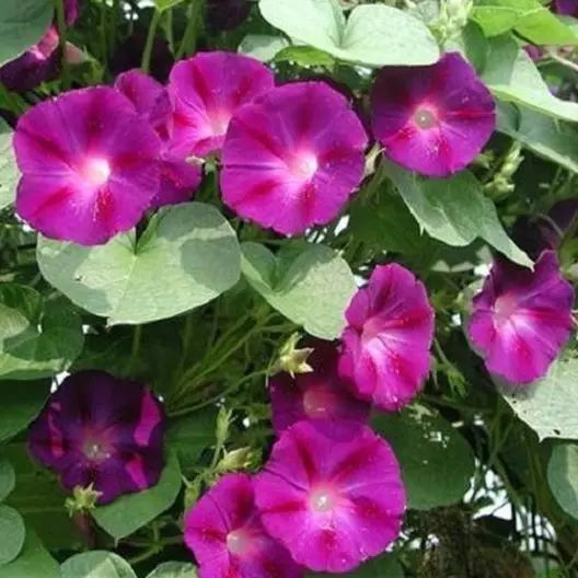 Morning Glory Seeds - 75 Pack - Crimson Rambler - Ipomoea purpurea - Vibrant Climbing Vine for Garden and Trellis