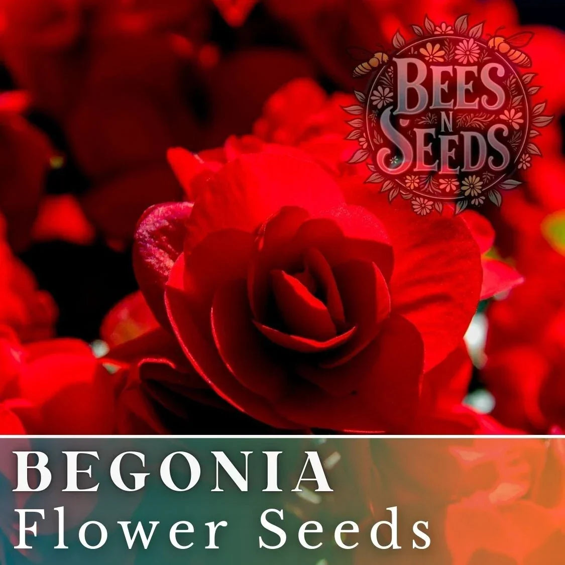 Berry Flame Begonia Seeds - Non-GMO Flower Seeds, Colorful Blooms, 45 or 125 Pack, Begonia x tuberhybrida