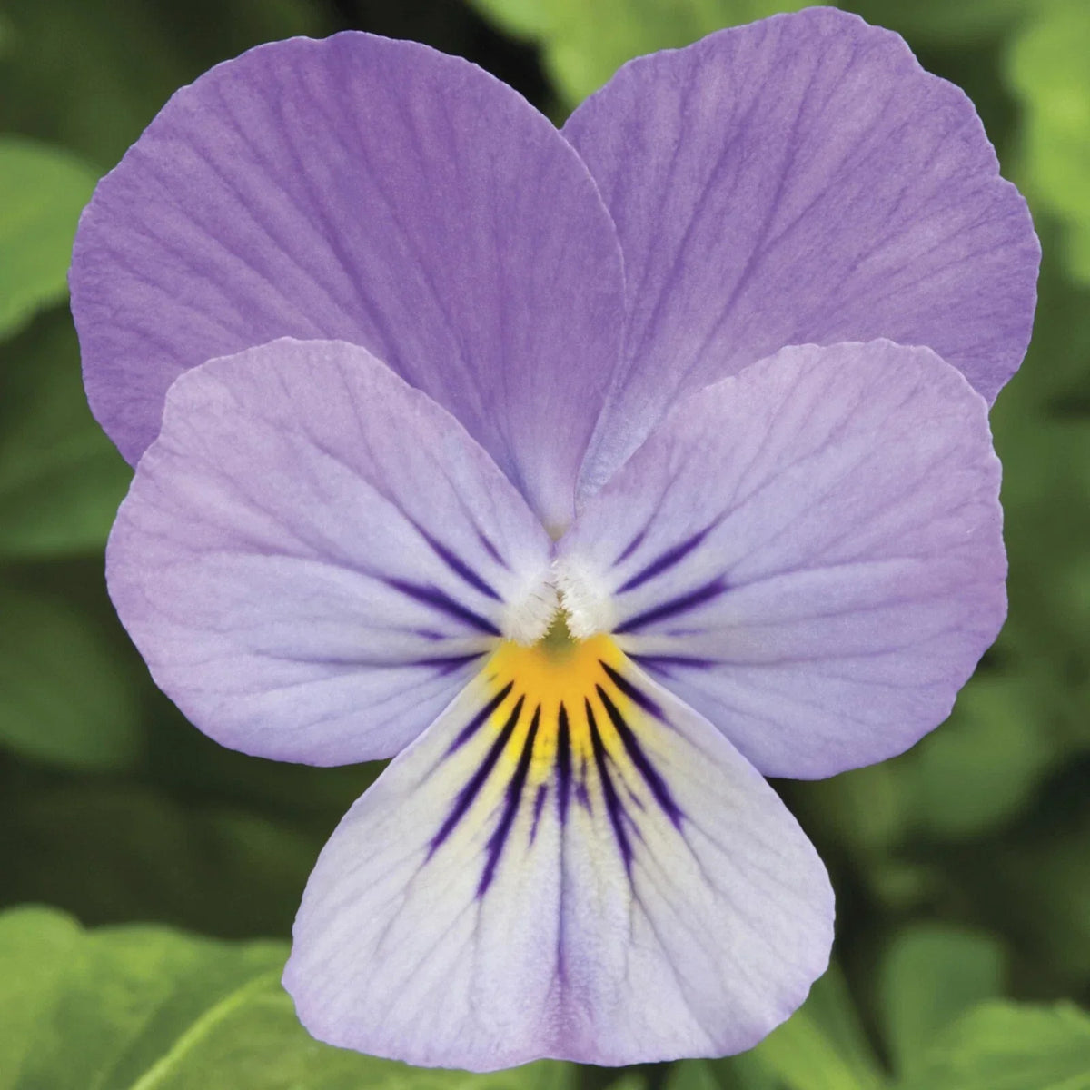 Viola Seeds 50 Pack Endurio Lavender (Viola x wittrockiana) - Vibrant Lavender Flower Seeds for Garden or Container Planting