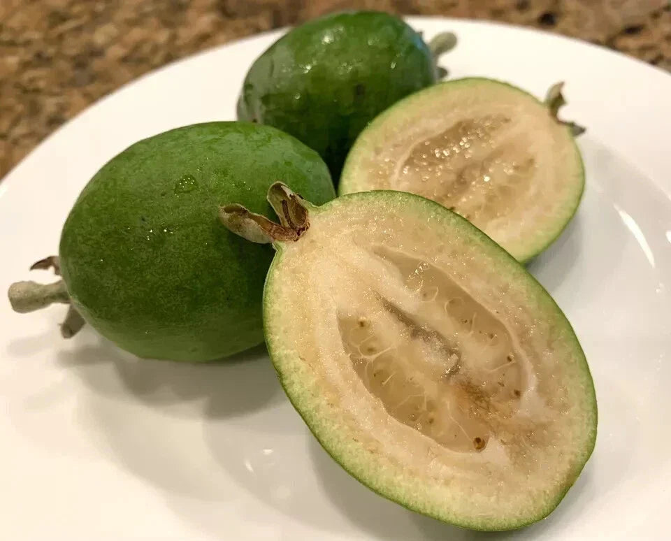 Feijoa Seeds - 40 Pineapple Guava Seeds - Feijoa Sellowiana - USA Grown - 2024 Harvest - Aromatic Fruit Garden Planting