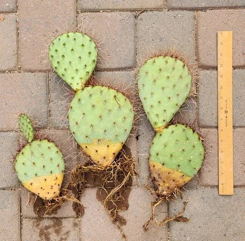 Prickly Pear Cactus Cuttings (3) - Live Rooted Opuntia Segments for Planting and Propagation - Drought-Tolerant Succulent
