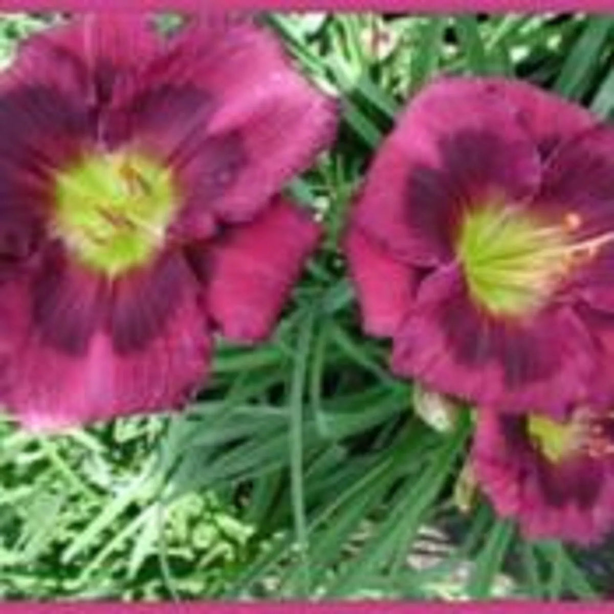 Beaming Blessings Daylily - 3 Bareroot Plants with New Sprouts - Hemerocallis 'Beaming Blessings' - Vibrant Summer Blooms