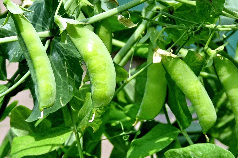 Sugar Snap Pea Seeds - Heirloom NON-GMO Variety - Pisum sativum - 50 Seeds for Home Gardening