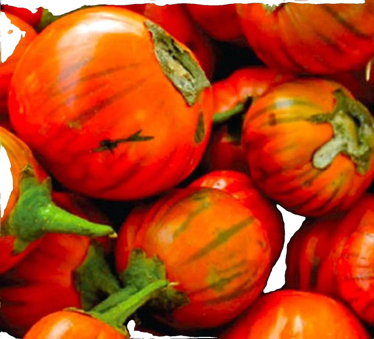 Turkish Orange Eggplant Seeds - 20 Non-GMO Heirloom Seeds - Solanum melongena - Vibrant Mediterranean Vegetable Garden
