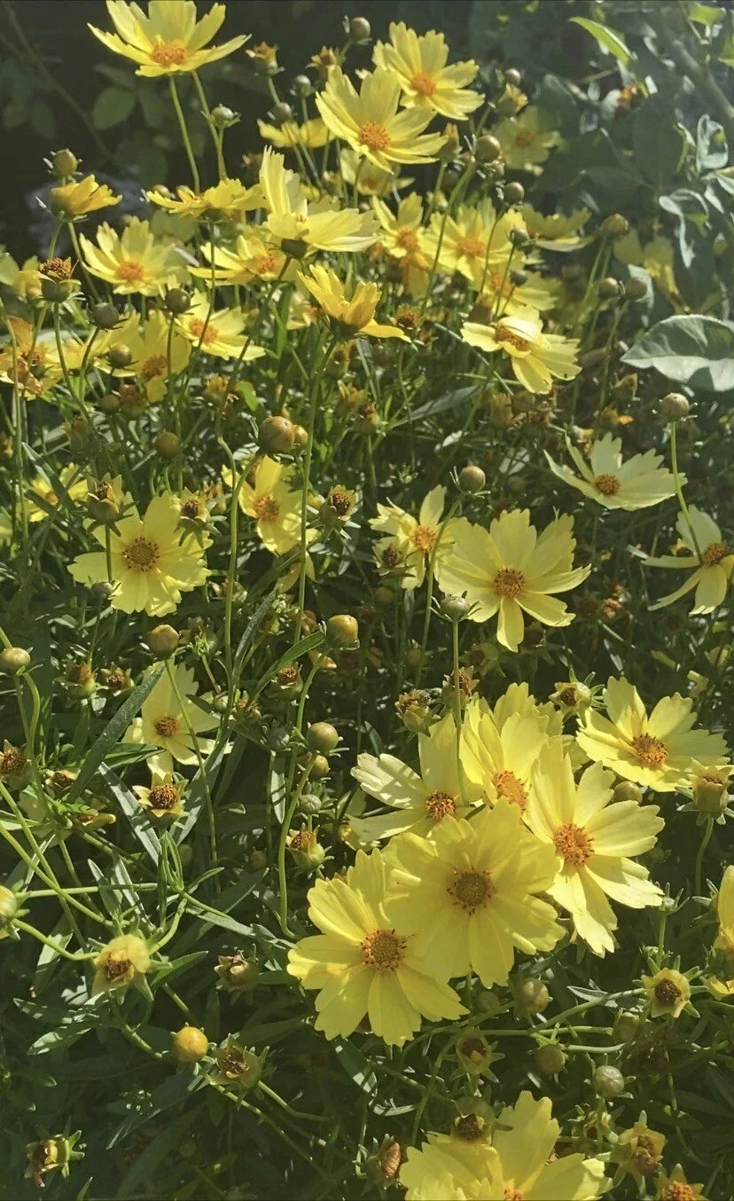 4” Pot Live Plant - Big Bang™ Full Moon Yellow Blossom - Long Blooming Coreopsis grandiflora - Attracts Pollinators