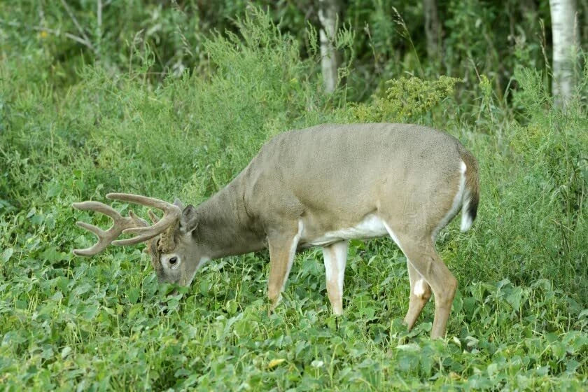 Deer Food Plot Seeds - Fast Growing Peas and Oats Cover Crop - Pisum sativum & Avena sativa - Ideal for Wildlife Habitat