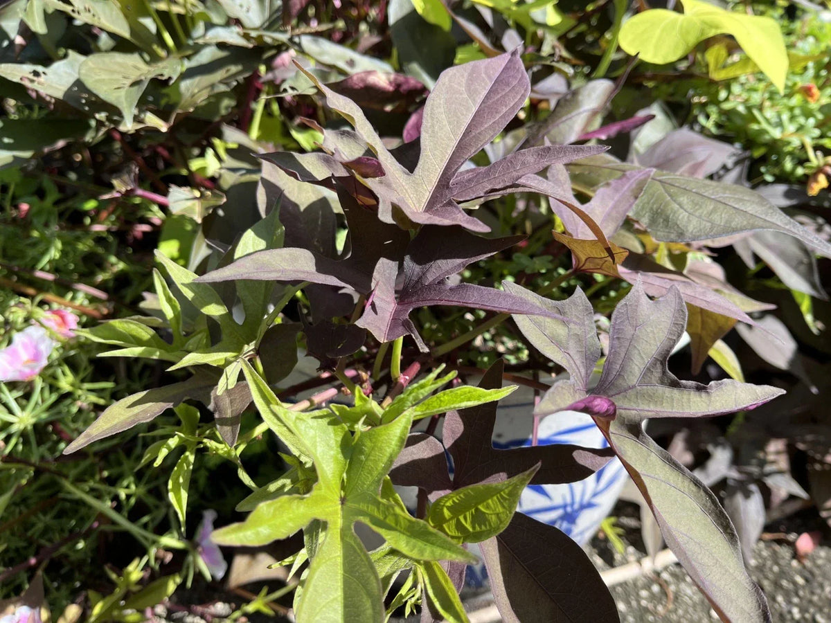 Rooted Sweet Potato Cuttings 5 Heirloom Blackie Edible Variety Ipomoea batatas for Pots and Garden Beds
