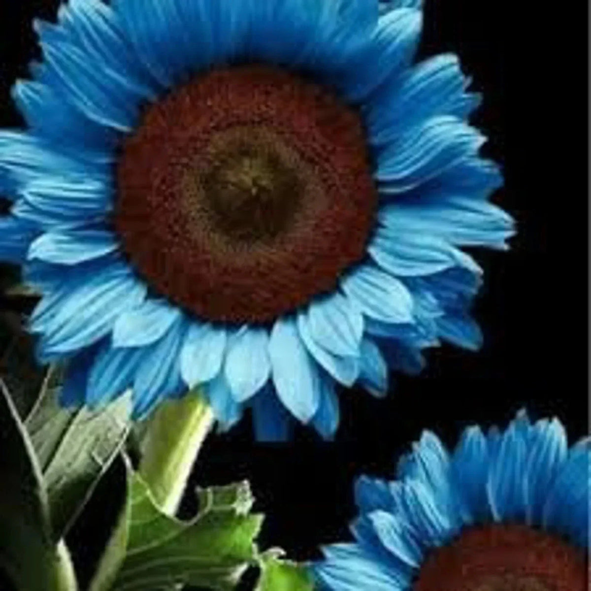 Midnight Oil Blue Sunflower Seeds 50PCs - Helianthus annuus - Unique Blue Petals for Garden Planting