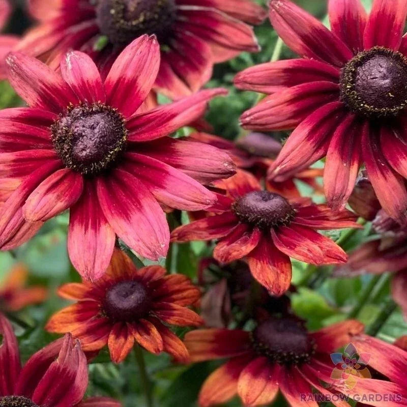 Cherry Brandy Rudbeckia Seeds - 200+ Count - Black-Eyed Susan - Rudbeckia hirta - Non-GMO Garden Planting