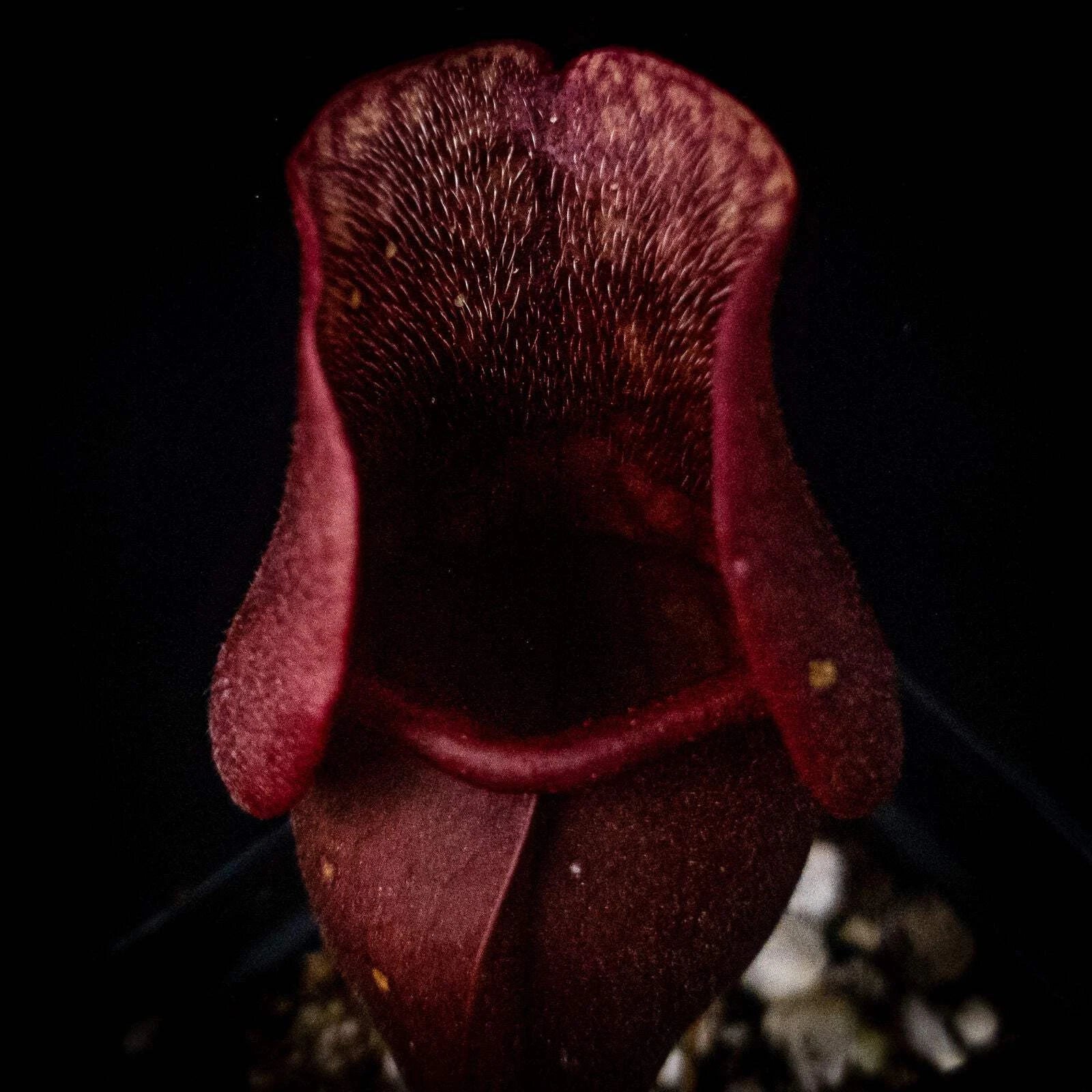 Sarracenia Purpurea Venosa Red Pitcher Plant - Carnivorous Plant with Red Veins - Potted Purple Pitcher Plant