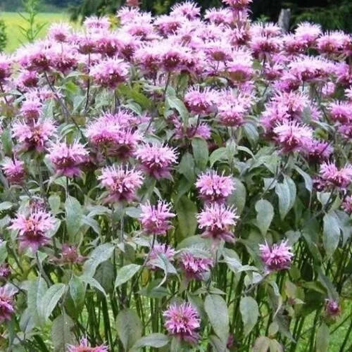 Bee Balm Live Plant 3"-7" Organic Perennial Monarda Fistulosa Beneficial for Bees & Hummingbirds Non-GMO