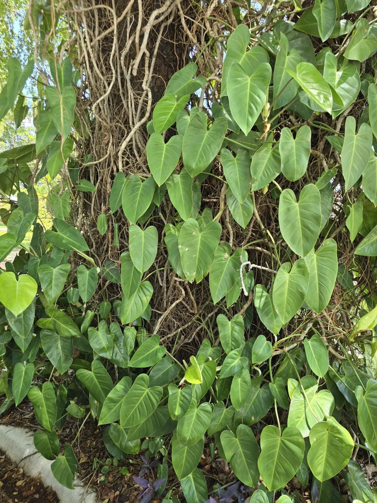 Blushing Philodendron Cutting 10"-12" with Roots, Variegated Leaves, Easy to Grow, Philodendron erubescens