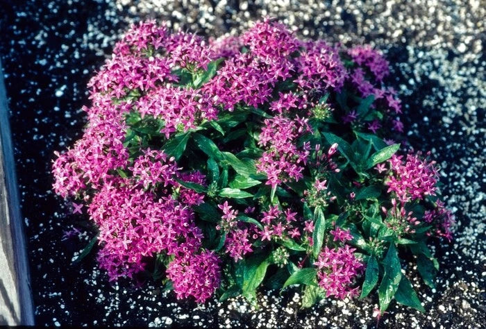 Pentas Seeds 100 Count New Look Violet - Butterfly Attracting Flowering Plant Seeds, Pentas lanceolata