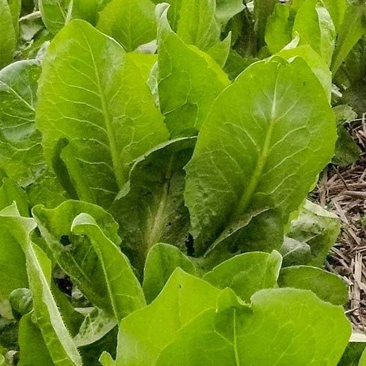 African Cabbage Seeds - 1000+ Non-GMO Heirloom Seeds - Brassica oleracea - Ideal for 2025 Planting Season