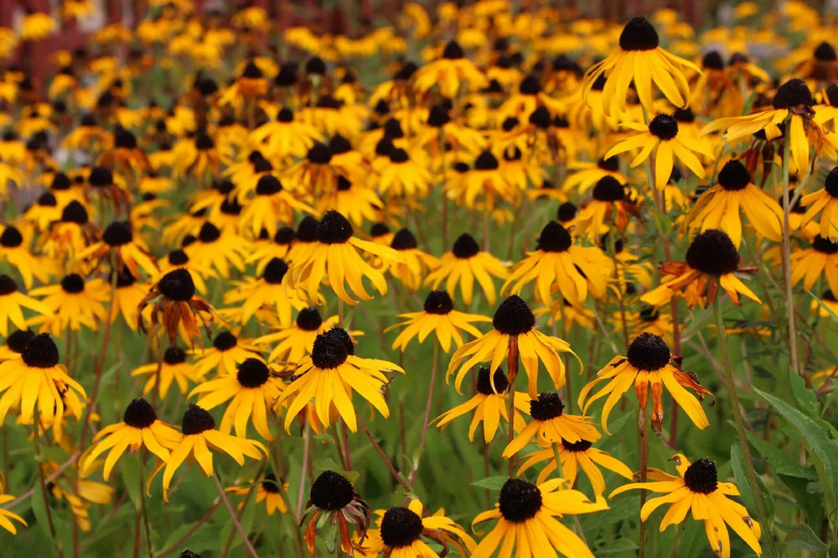 Black Eyed Susan Seeds - 2,500+ Yellow Rudbeckia Hirta - Perennial Garden Wildflower, Attracts Pollinators