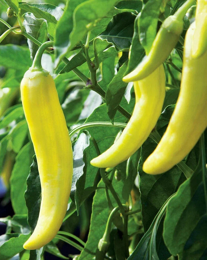 Sweet Banana Pepper Seeds 50+ Count, Mild Flavor, Capsicum annuum, Yellow Culinary Peppers for Home Gardens