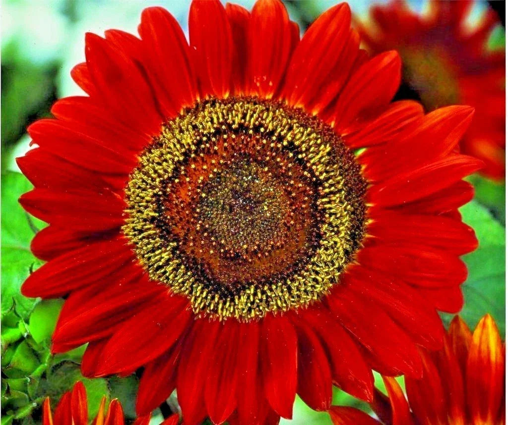 Red Sun Sunflower Seeds - 51+ Branching Cut Flowers - Helianthus annuus - Easy to Grow, Attracts Pollinators, Summer Garden