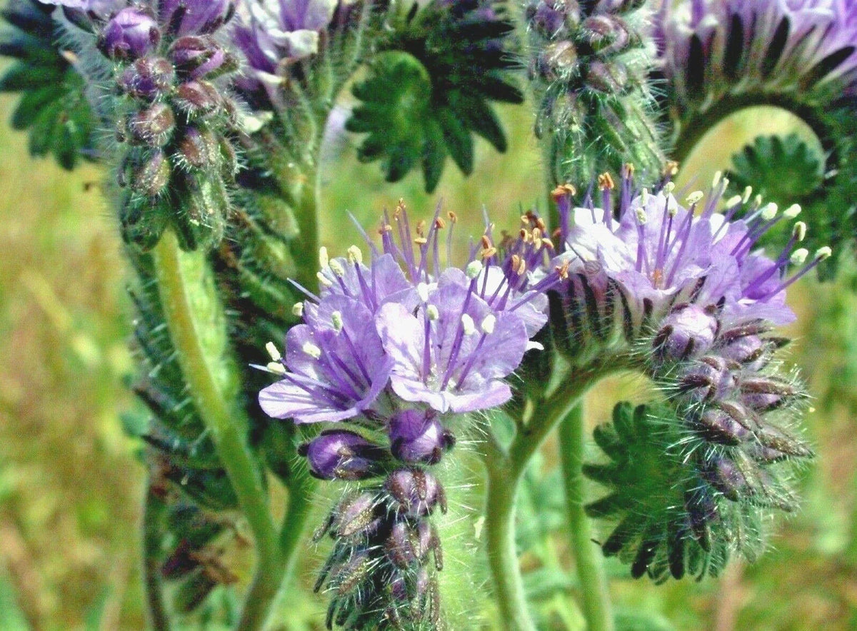 Lacy Phacelia Seeds - 1000+ Wildflower Seeds for Pollinators, Drought Tolerant, Cover Crop - Phacelia tanacetifolia